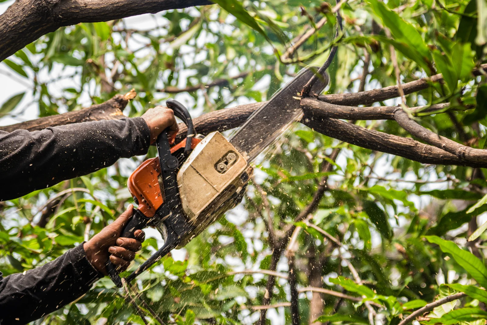 Tree Service Near Me in Vernon Hills
